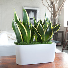 Decor