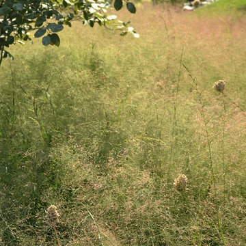 Garden in Berlin