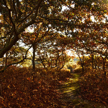 Martha's Vineyard Waterfront Escape