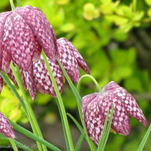 Bulbs