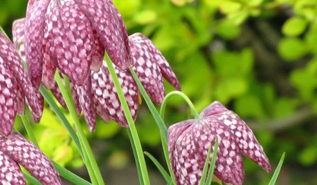 7 Delightfully Different Bulbs for Your Spring Garden