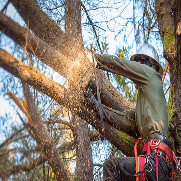 Tree Removal Virginia Beach