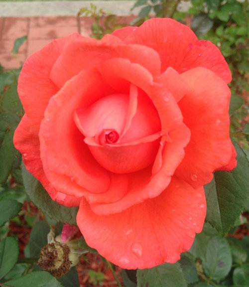 Tandrow Roses Tell about your Tantau roses | Houzz Forum