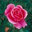 Rose Landscaping