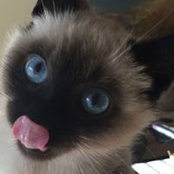 Finnigan Tate's photo