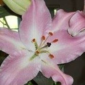 Nanette Jaques's photo