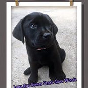 Doug Woods's photo