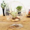 Stemmed Glass Asymmetrical Tealight Holder Terrarium Globe, Set of 24