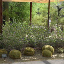 landscaie ideas