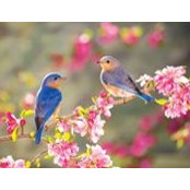 Stephenie Ragas Marshalls foto