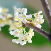 Angelina's photo