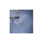 Persian Kittens's photo