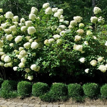 Garden Services & Lawn Maintenance
