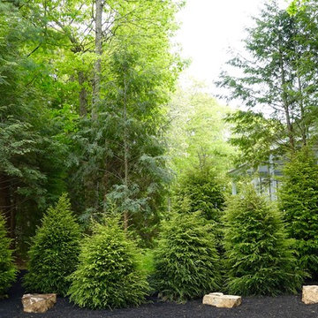 Native Hemlock Hedge