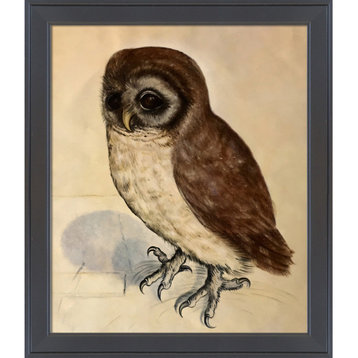 La Pastiche The Little Owl with Gallery Black, 24" x 28"