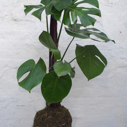 Monstera deliciosa - Products