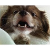 Krista Koenig's photo