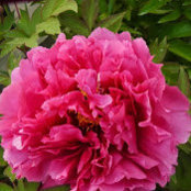 Roberta Rodriquez's photo