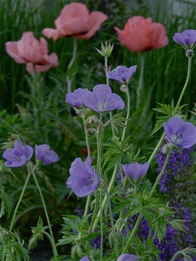 Современный Сад Oriental poppy 'Princess Victoria Louise', Geranium 'Brookside'