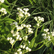 Texas Native Plants
