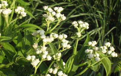 Great Native Plant: Grow Wild Quinine for Its Unique Clusters of Blooms