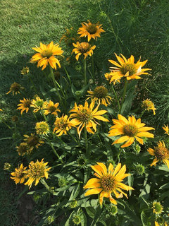 echinacea leaves curling