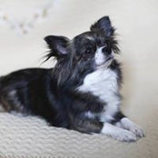 Elena Nesteruk's photo