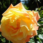 Crisi Clark's photo