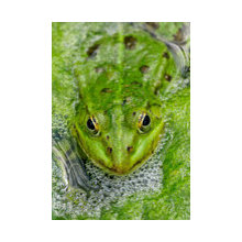 Animals - artwork (photos, paintings) for your walls