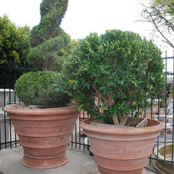 Topiaries in Terra Cotta - Products