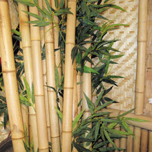 seagrass