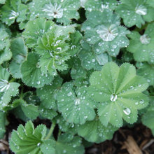 Garden plants