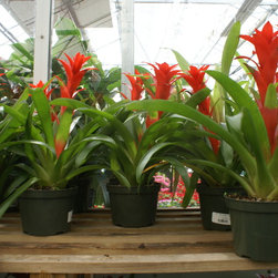 orchids - Products