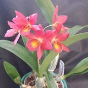 Foto von Phyllis Lobbins