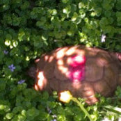 Foto von Sharon Graham