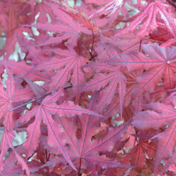 Japanese Maples