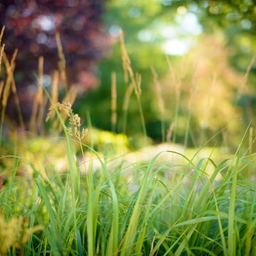 Flowers & Plants