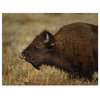 Galloimages Online 'Yellowstone Bison Tongue Out' Canvas Art, 24"x18"