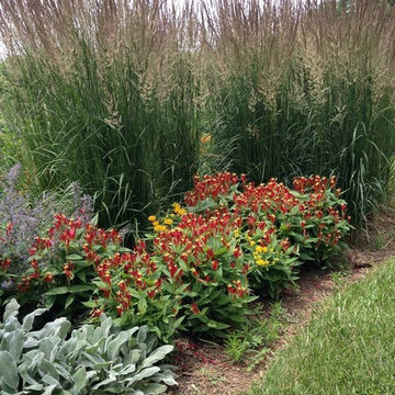 Spigelia