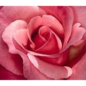 Maysaa Qasim's photo