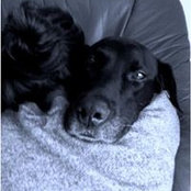 Debora Schaffa's photo
