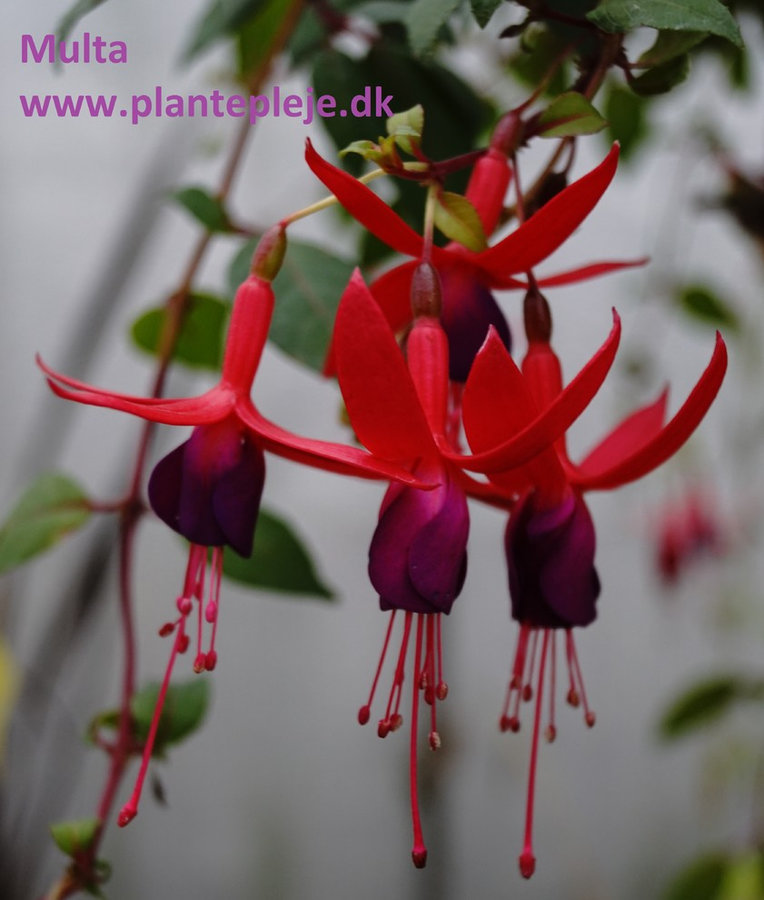 Fuchsia liste 2020 (her ses fotos af en mindre del af de fuchsia vi producere)