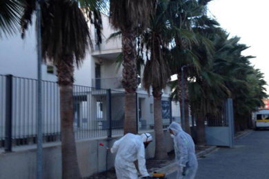 Tratamiento Fitosanitario