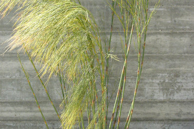 Inspiration for a modern landscaping in San Francisco.