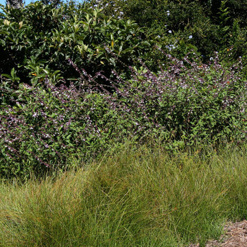 Riviera Hillside