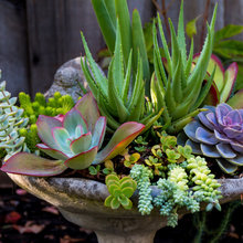 Succulent Container