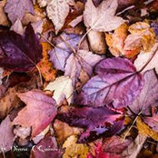 Sharon Anderson's photo