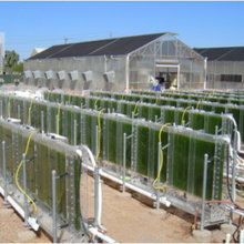 Algae Photovolyaics