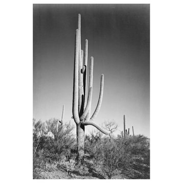 "Cactus, shrubs, Saguaro National Monument, 1941-1942" Paper Art, 17"x24"