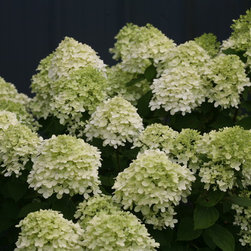 Little Lime&reg; Hardy Hydrangea - Plants